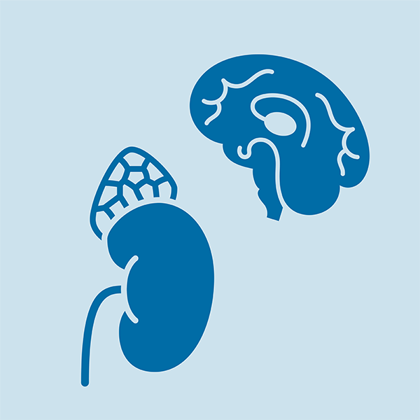 Symbol Erkrankungen der Hirnanhangdrüse (Hypophyse) und der Nebennieren